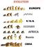 Evolution (Copy)