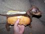 HotDog (Copy)