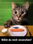 Katze verarschen(Thumbnail)