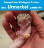 Urmerkel(Thumbnail)